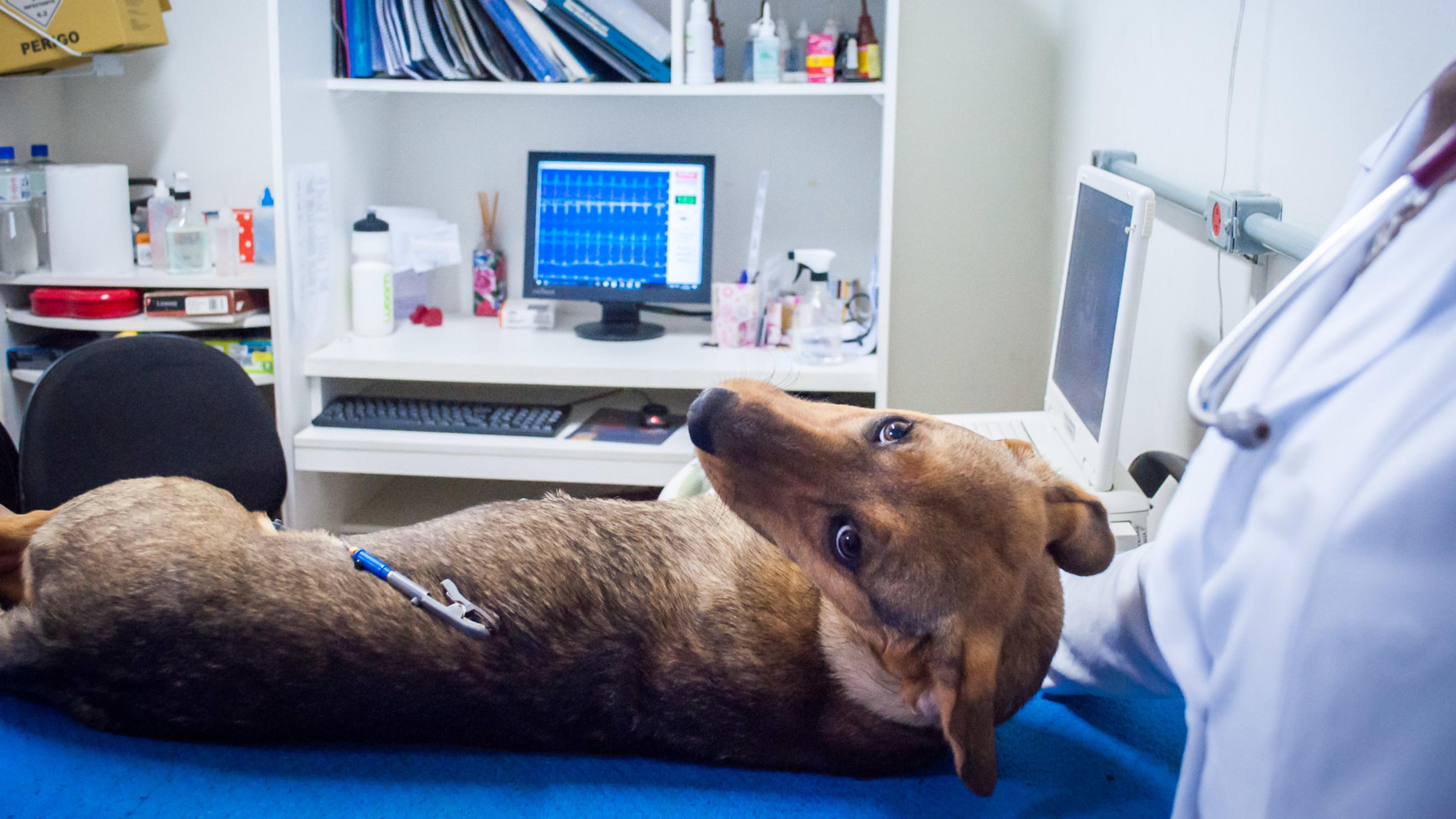 Orçamento 2020: Katia Dittrich prioriza causa animal