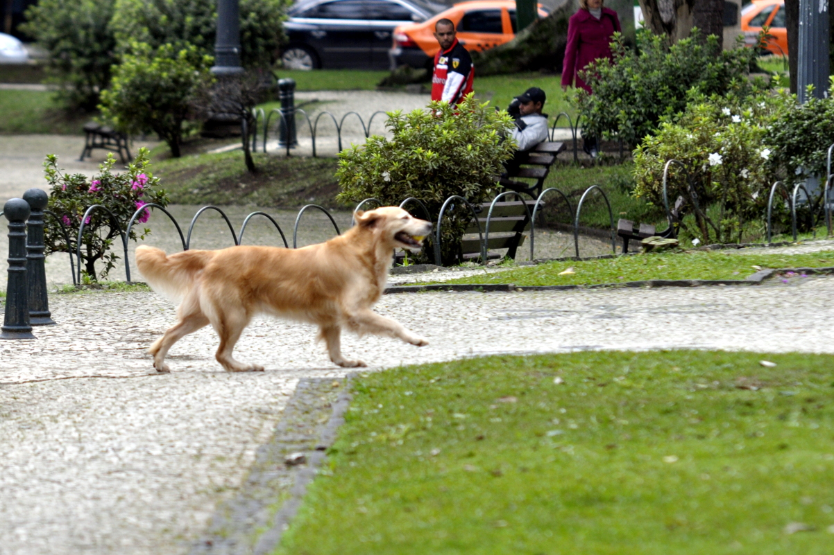 Parques de Curitiba podem ganhar espaço exclusivo para cães 