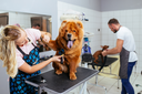 Plenário vota regulamentação de câmeras em pet shops de Curitiba