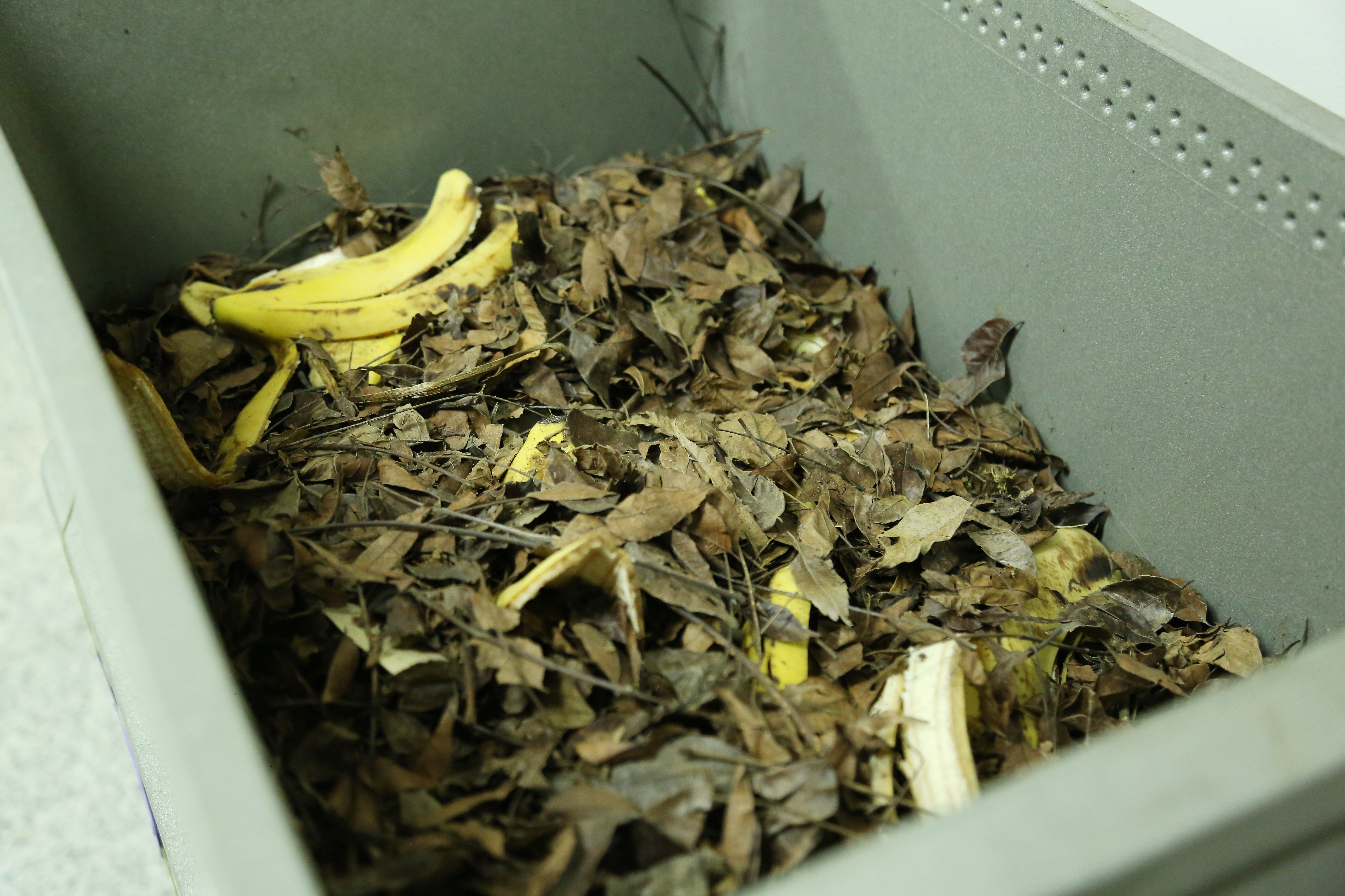 Por meta da ONU, CMC pode autorizar  composteiras em lojas de comida