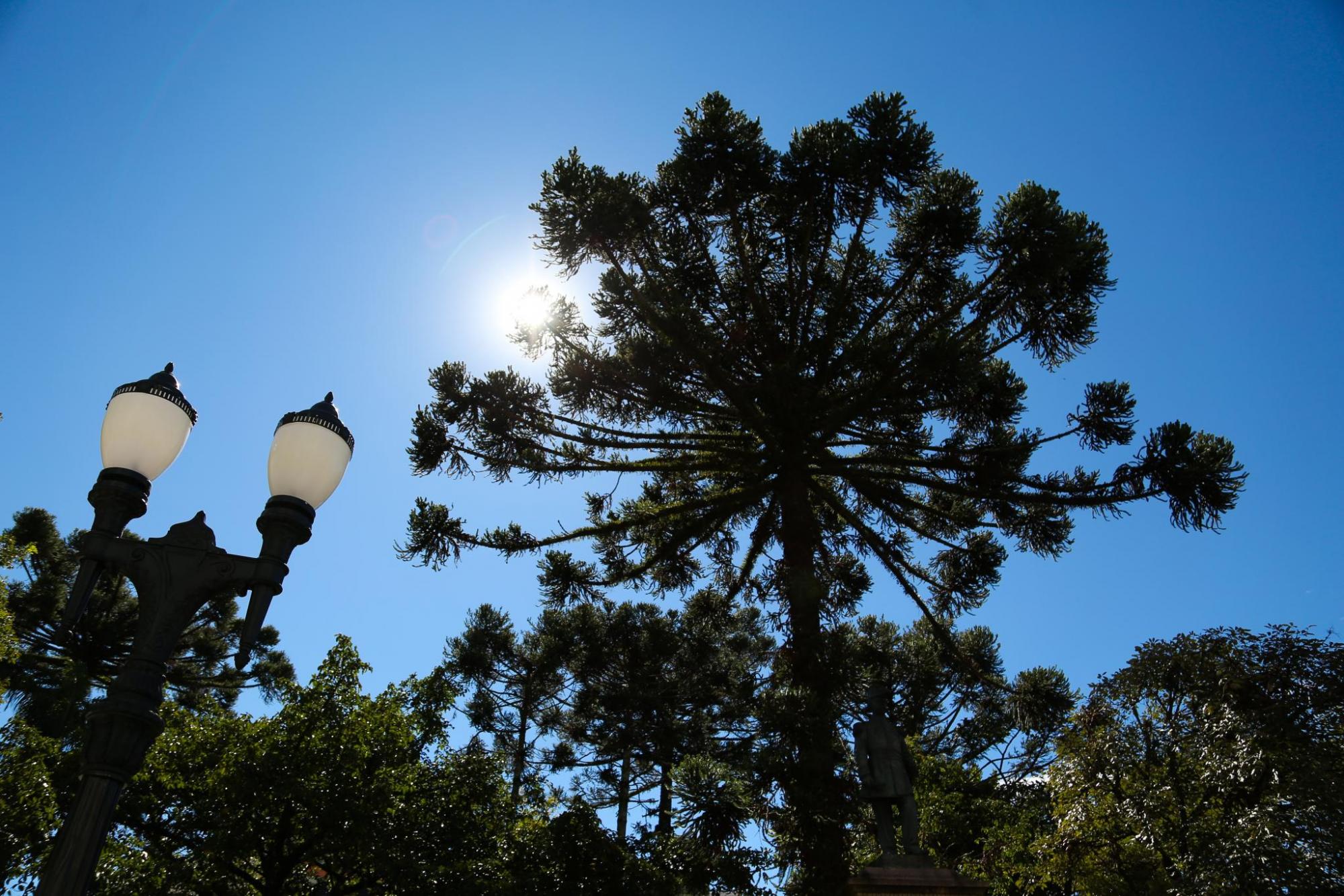 Preservação da araucária é tema da Tribuna Livre da CMC