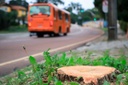 Projeto ajusta Código Florestal de Curitiba à lei federal da Mata Atlântica Projeto ajusta Código Florestal de Curitiba à lei federal da Mata Atlântica
