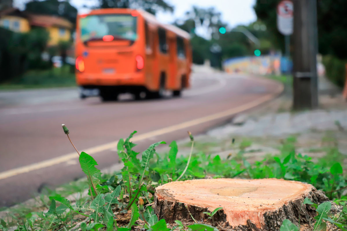 Projeto ajusta Código Florestal de Curitiba à lei federal da Mata Atlântica