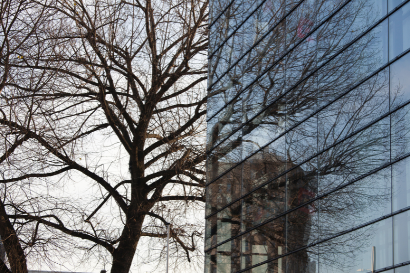 Projeto altera Código de Posturas para proteger aves de colisões em edifícios