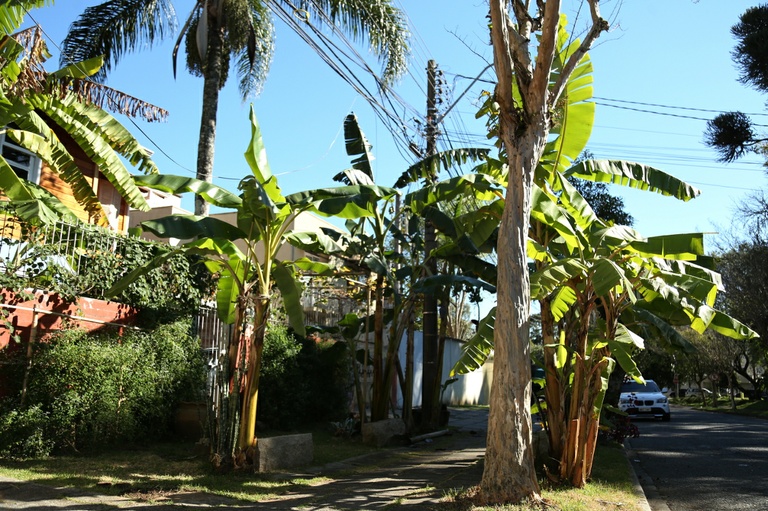 Projeto autoriza árvores frutíferas e hortas em passeios
