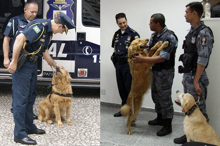 Projeto autoriza nomes de animais para batizar logradouros