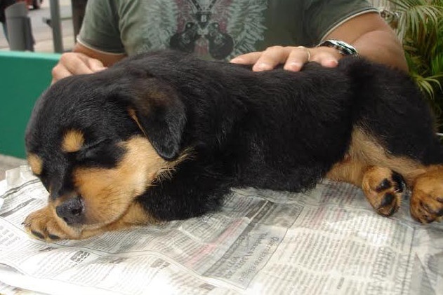 Projeto autoriza venda somente de cães e gatos castrados