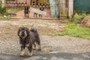Projeto cria em Curitiba política para cães comunitários
