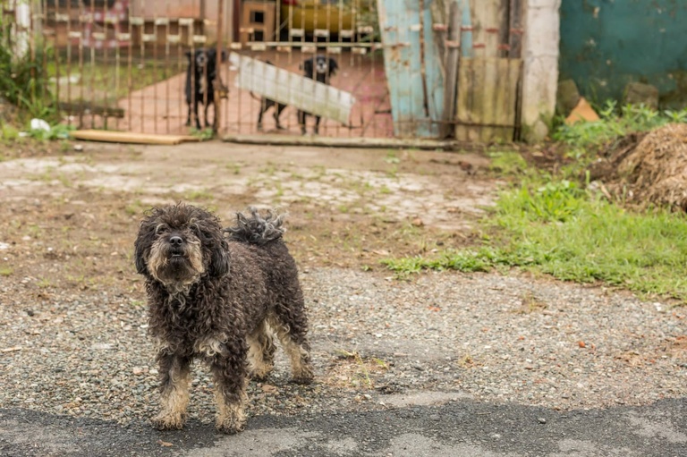 Projeto cria em Curitiba política para cães comunitários