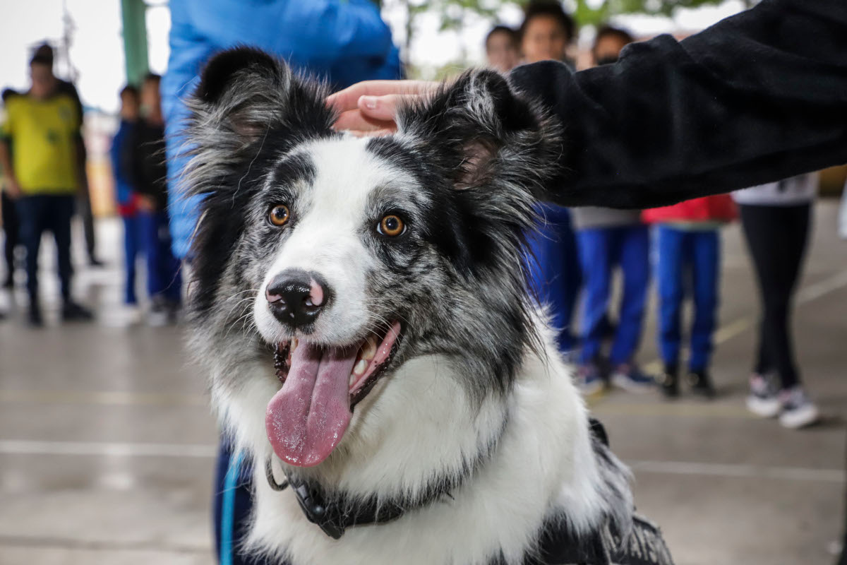 Por bem-estar animal, projeto cria campanha nas escolas de Curitiba