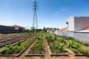 Projeto de lei “troca” multas por incentivo a hortas urbanas