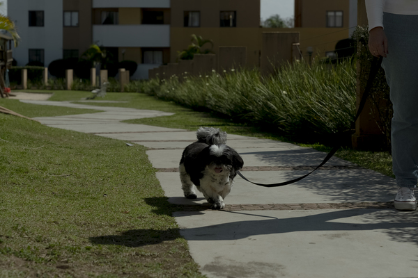 Projeto de lei busca destacar condomínios amigos dos animais