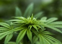 Projeto de lei prevê oferta de cannabis medicinal pelo SUS da capital