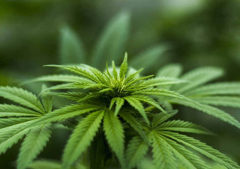 Projeto de lei prevê oferta de cannabis medicinal pelo SUS da capital