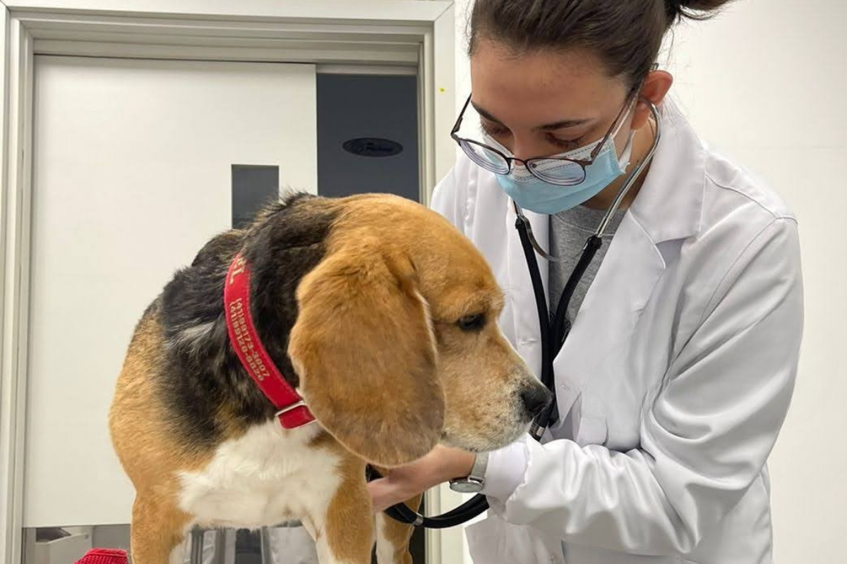 Projeto de lei sugere instalação de câmeras em pet shops de Curitiba