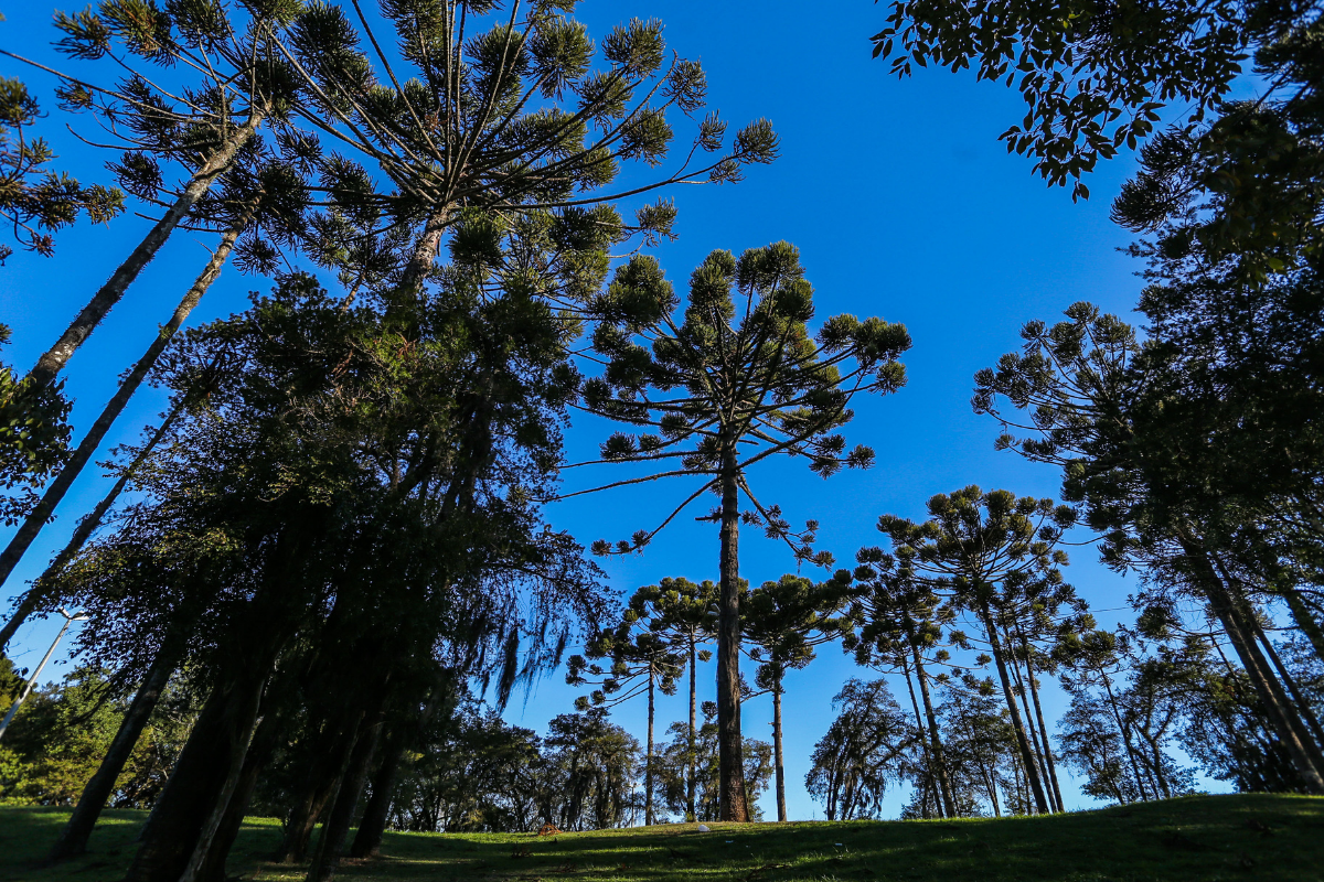  Projeto inclui florestas de bolso na política climática de Curitiba