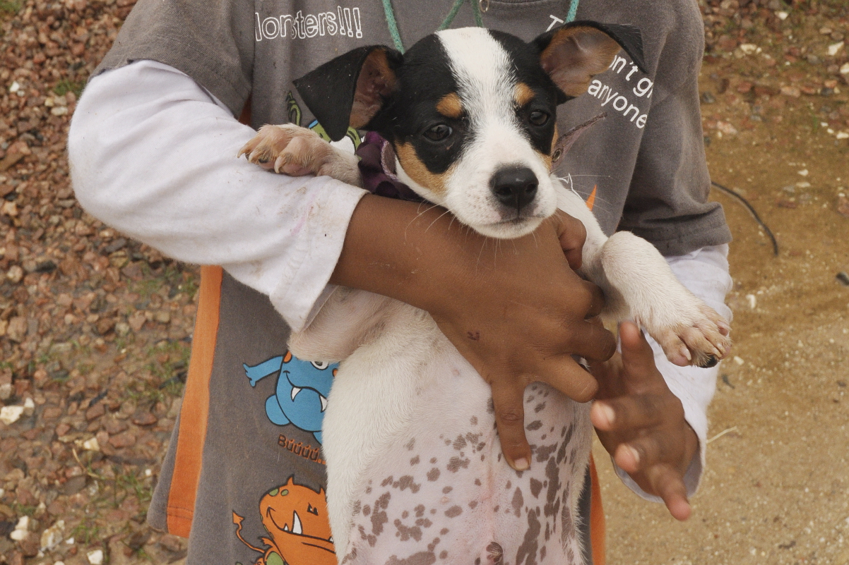 Projeto prevê adoção responsável de animais em Curitiba