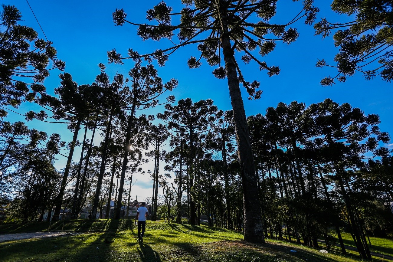 Proposto o rastreamento digital de transplantes de árvores