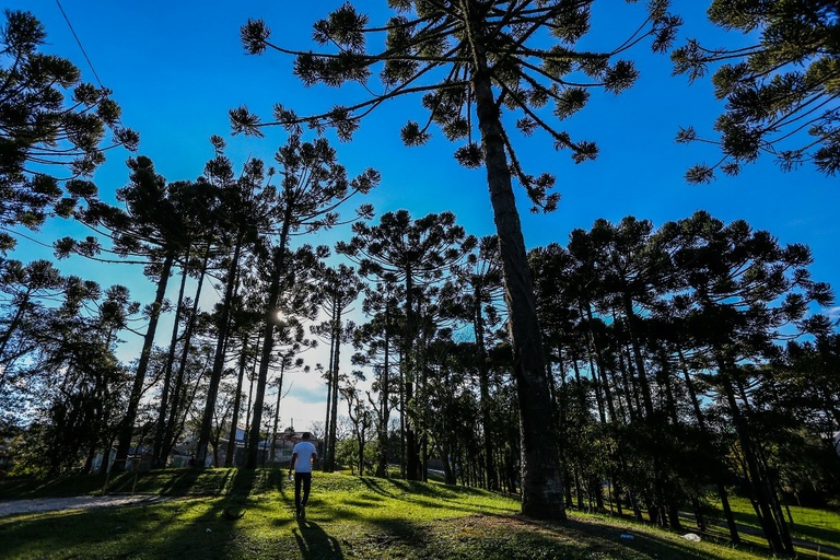 Proposto o rastreamento digital de transplantes de árvores