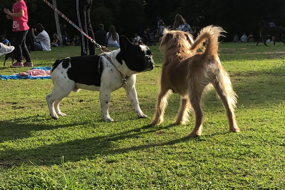 Projeto quer regulamentar lei de 2019 que criou espaços Playpet