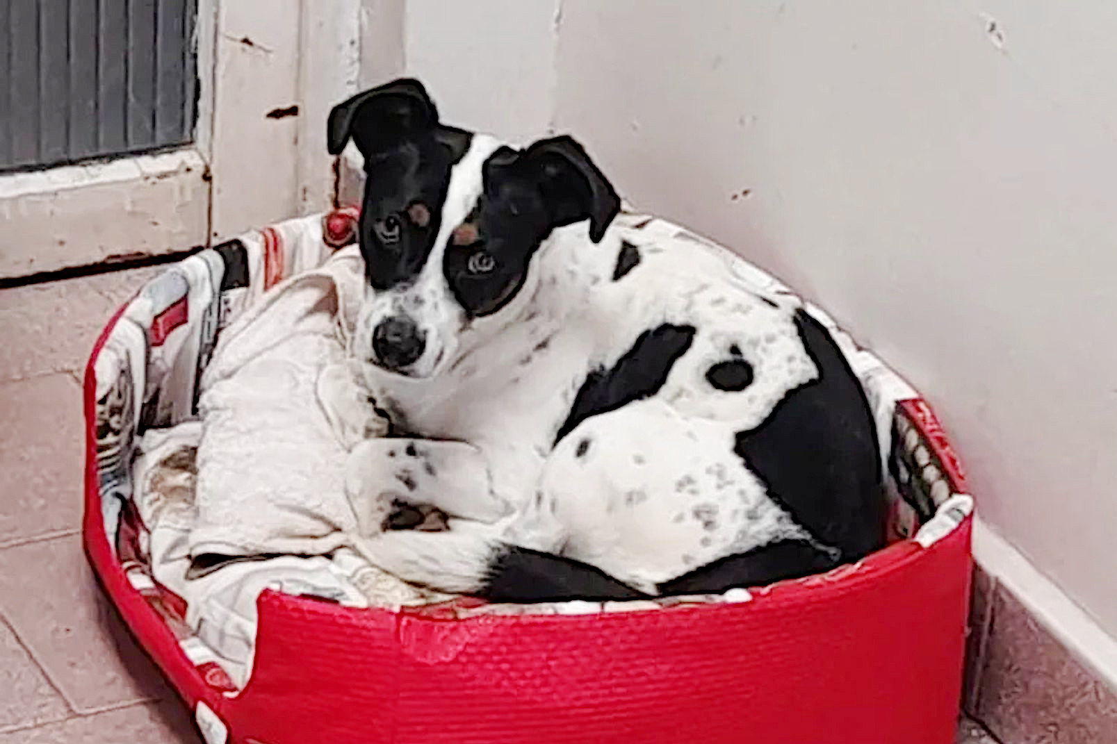 Projeto destina parte das multas por maus-tratos para vítimas