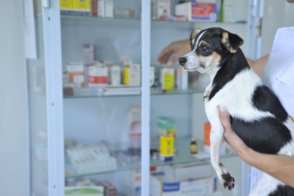 Projeto torna obrigatório atestado de castração animal