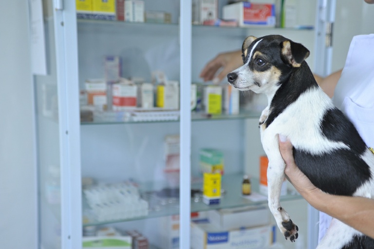 Projeto torna obrigatório atestado de castração animal