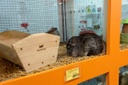 Projeto veda pernoite de animais em pet shops sem assistência de cuidadores