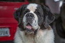 Projetos de lei querem aumentar programas de bem-estar animal em Curitiba Projetos de lei querem aumentar programas de bem-estar animal em Curitiba
