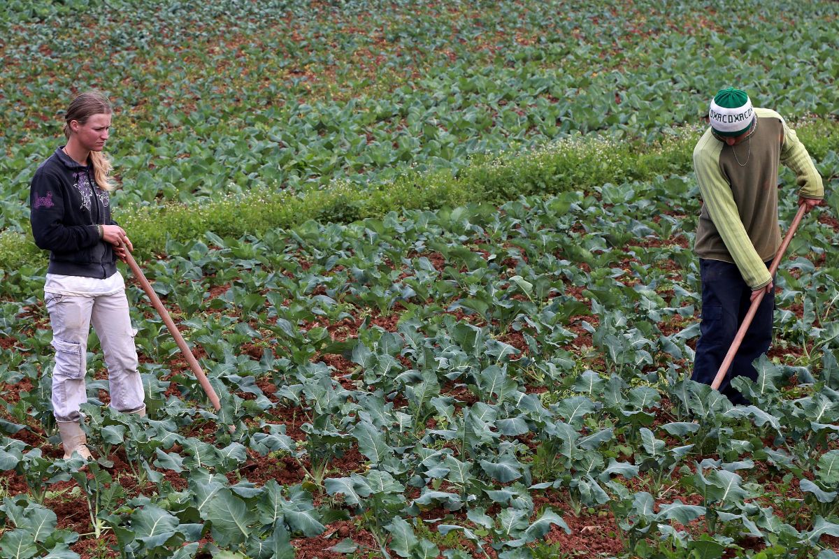 Proposta de lei em Curitiba busca valorizar produtores rurais