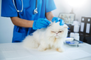 Proposta isenção de IPTU para clínicas veterinárias que tratam esporotricose