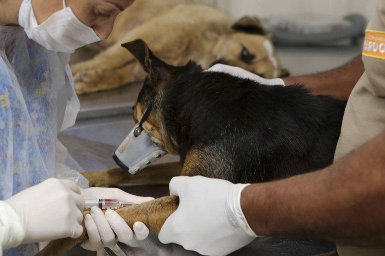 Proposta regulamentação da obrigatoriedade de registro de cães e gatos 