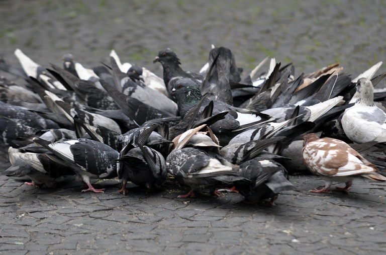Proposto controle da proliferação de pombos em Curitiba 