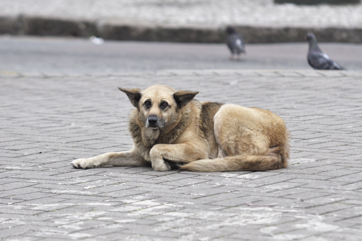Rede de Proteção Animal descarta site exclusivo para adoção