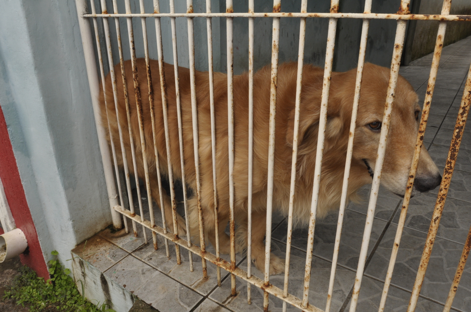 Respondido questionamento sobre resgate de animais 