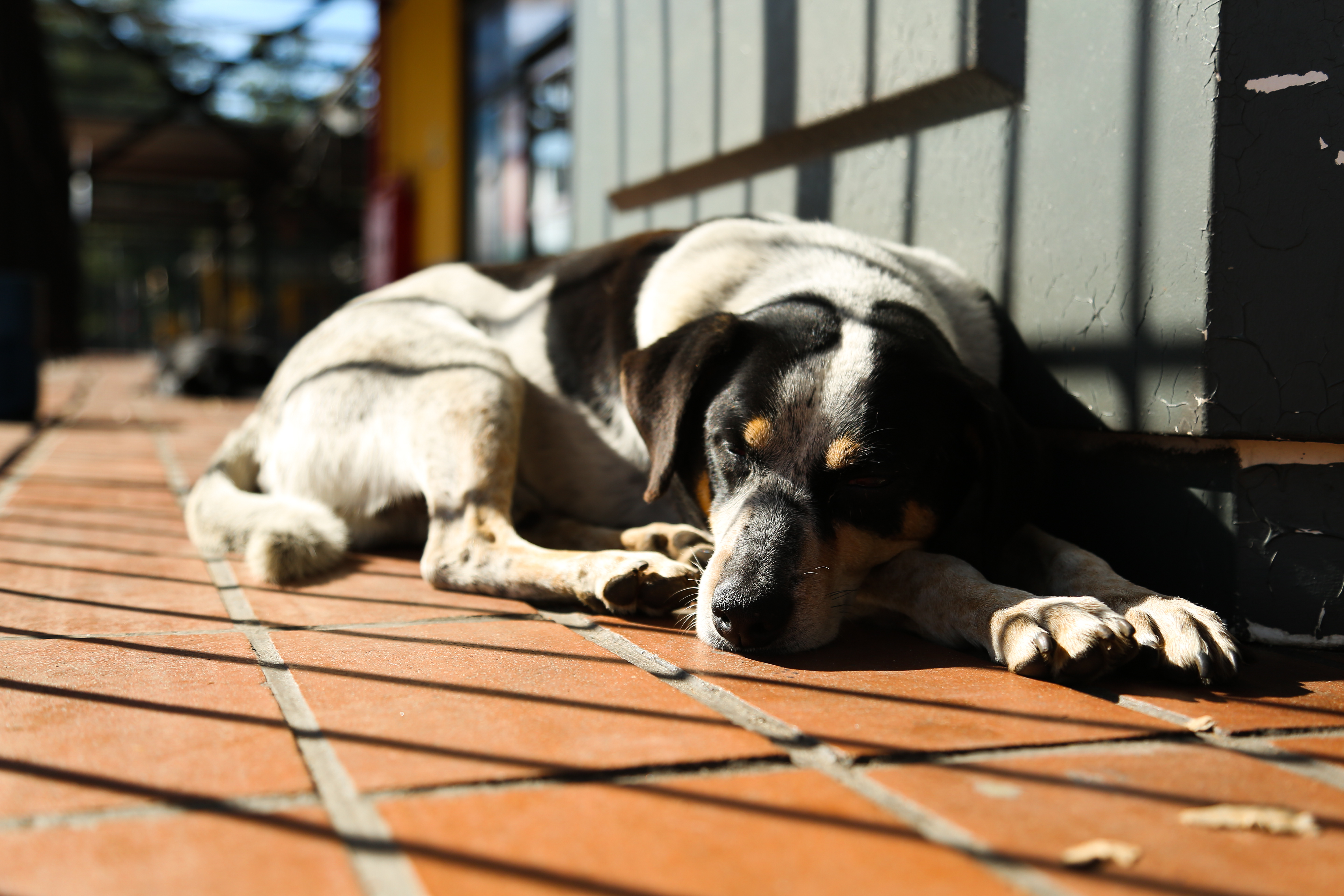Selo Empresa Amiga dos Animais pode virar lei em Curitiba 