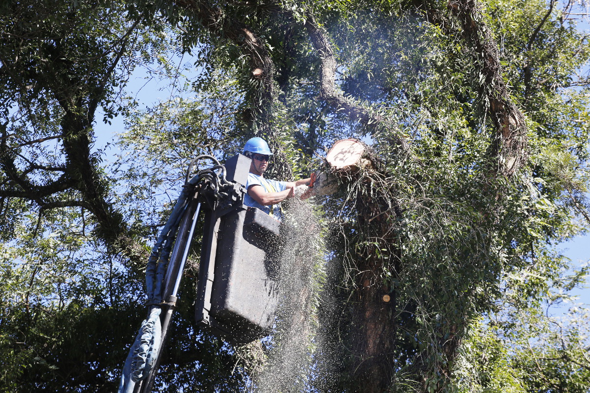 Solicitadas 30 podas e cortes de árvores em bairros de Curitiba
