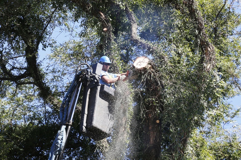 Solicitadas 30 podas e cortes de árvores em bairros de Curitiba