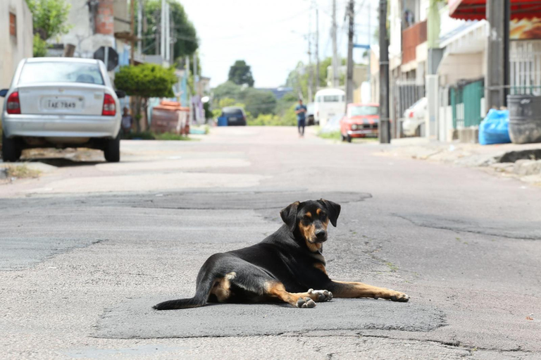Sugerida ação contra abandono de animais em Curitiba
