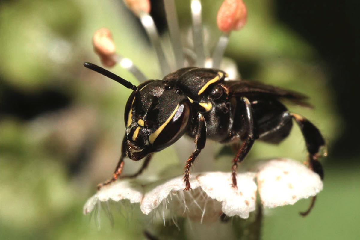 Sugeridas medidas para proteger abelhas sem ferrão em Curitiba