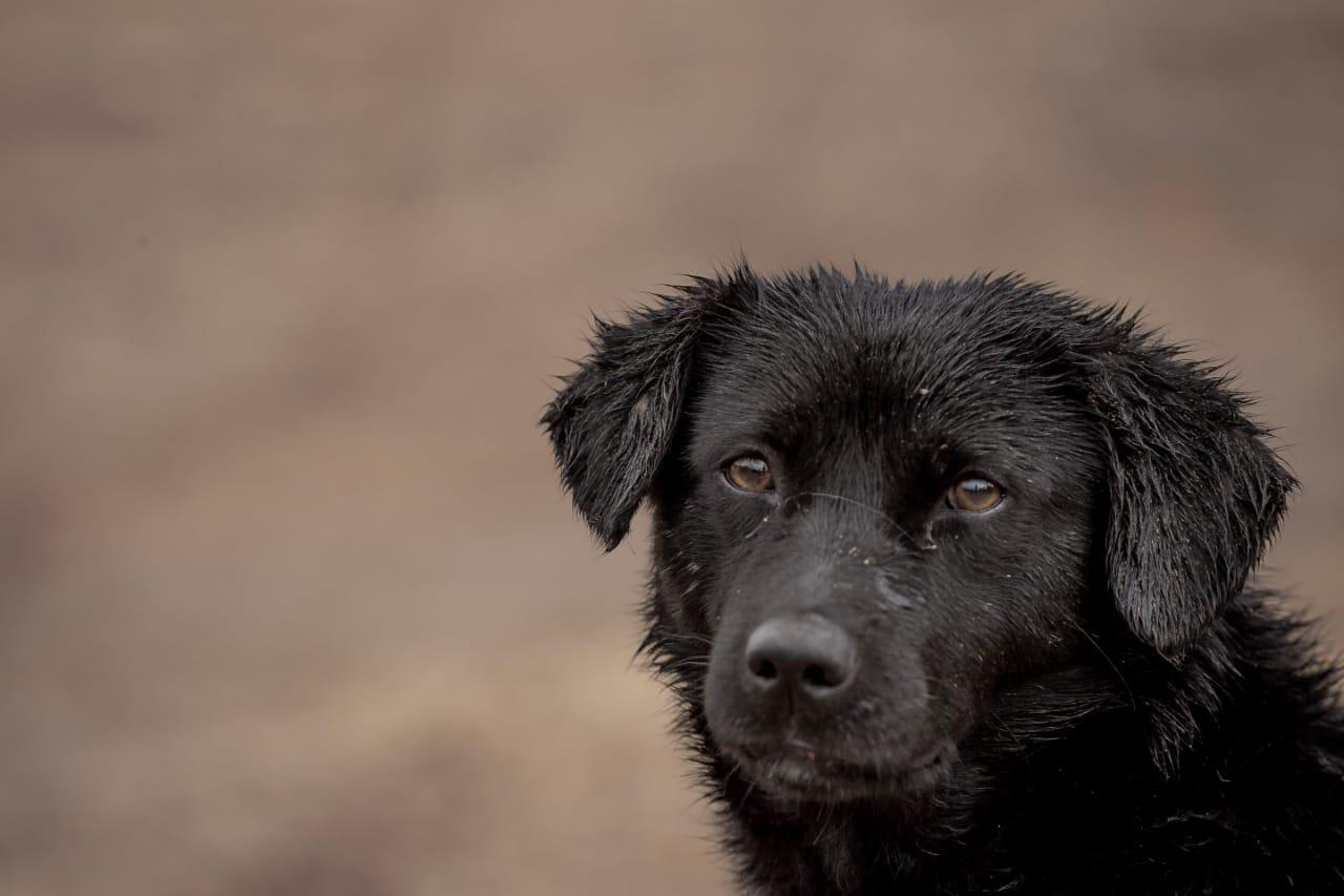 Sugerido que Central 156 receba alertas sobre animais abandonados em Curitiba