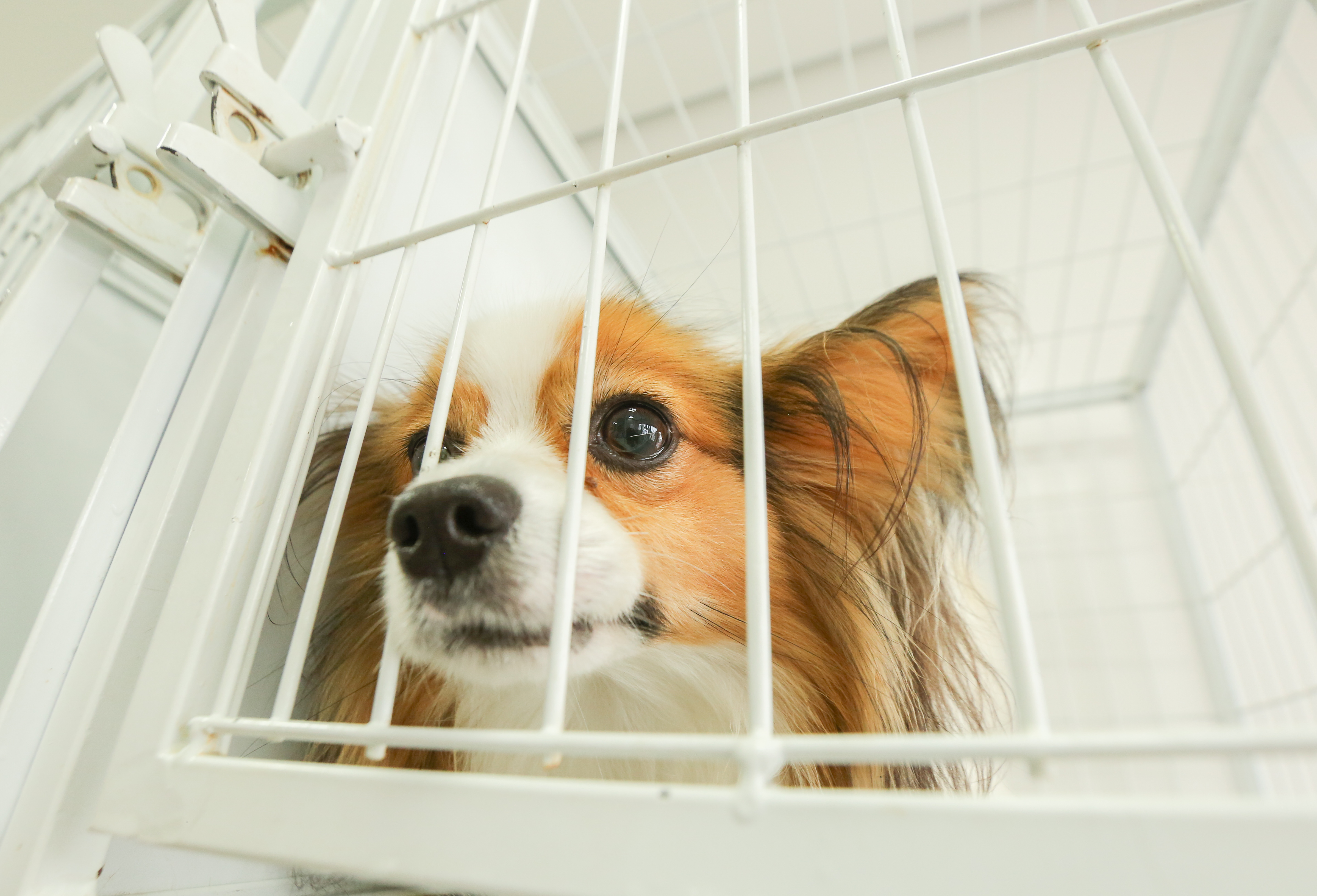 Táxi animal, chamado “Taxicão”, pode virar realidade em Curitiba