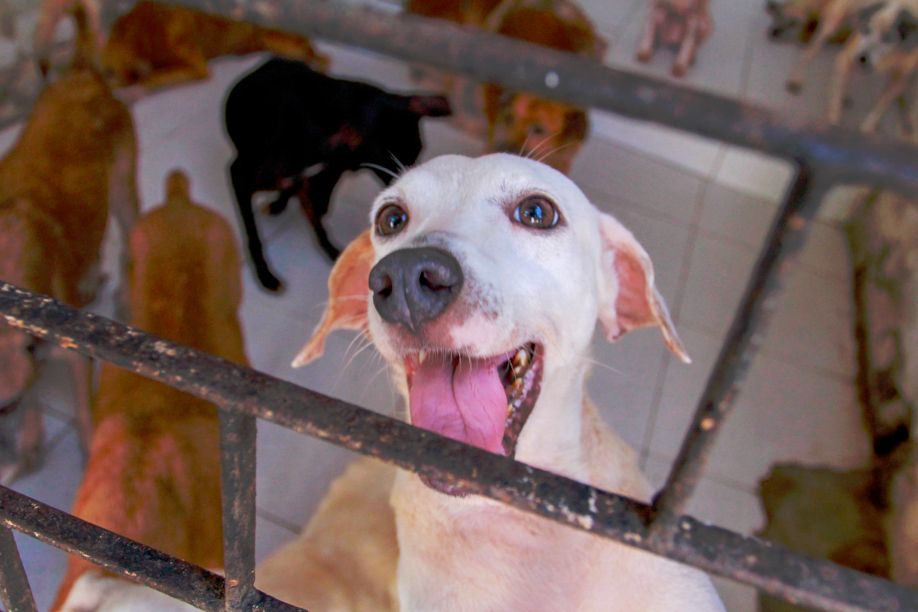 Tico Kuzma injetou recursos na Defesa Animal, Esporte e Mercado do Capão Raso