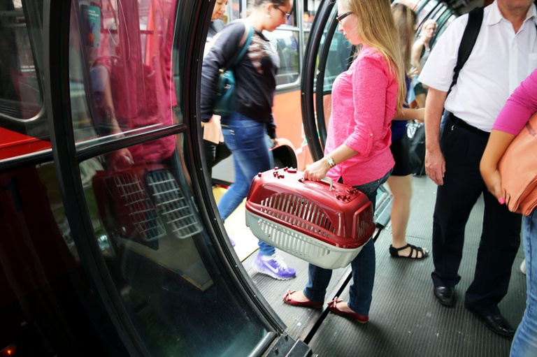 Transporte de animais domésticos nos ônibus pode virar lei em Curitiba