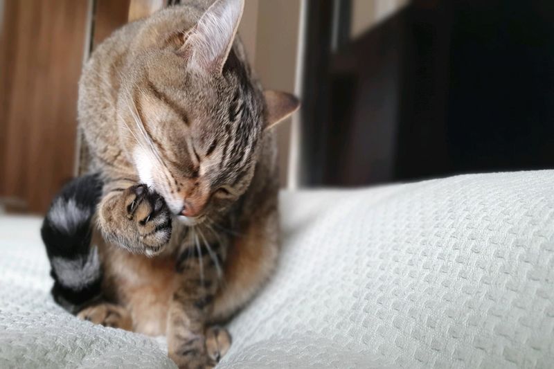 Tribuna Livre alerta para o aumento de casos de esporotricose