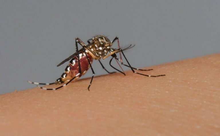 Tribuna Livre reforça campanha de prevenção da dengue