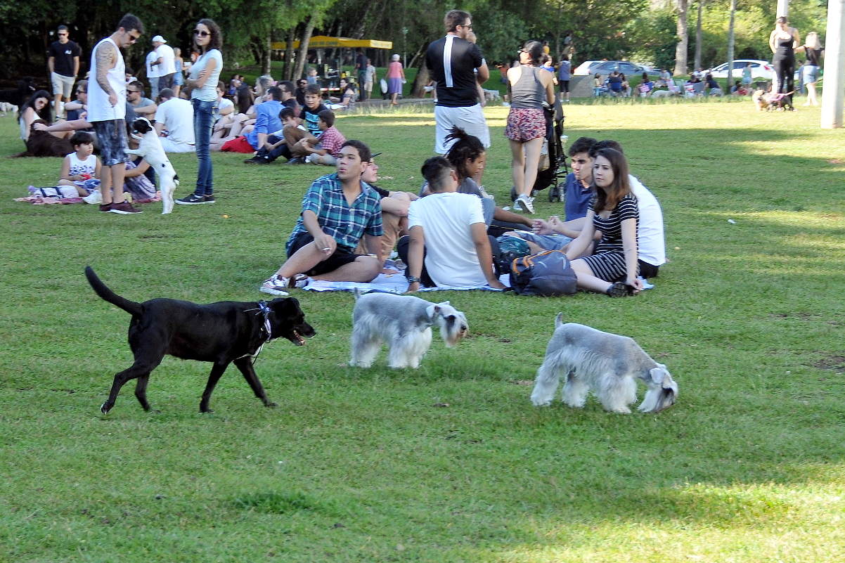 Vereadora propõe censo municipal de animais domésticos
