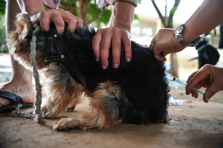 Vereadora quer regulamentar uso de hormônios em animais em Curitiba