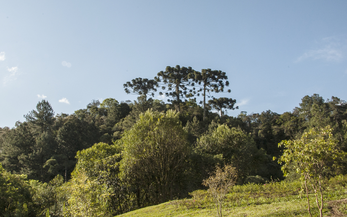 Vereadores aprovam incentivo  à preservação de araucárias  
