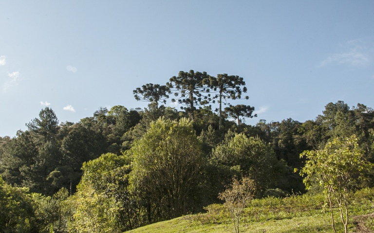 Vereadores aprovam incentivo  à preservação de araucárias  